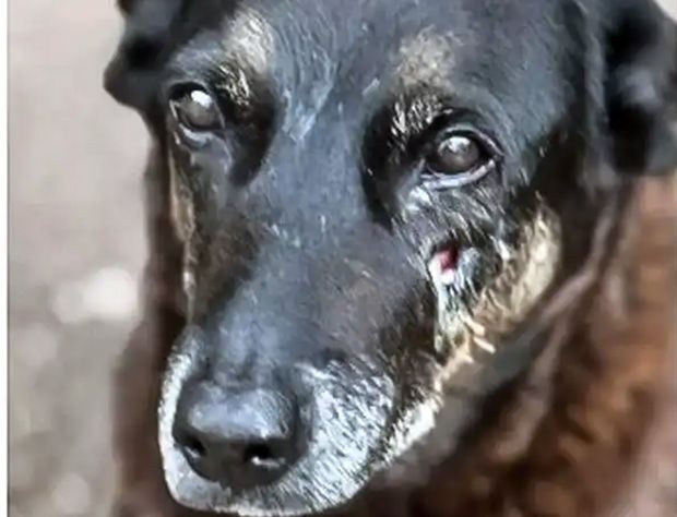 Adolescentes suspeitos de matar o cão Orelha voltam ao Brasil