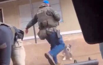 Aagente federal dos EUA é flagrado chutando cachorro durante abordagem