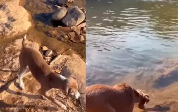 Cachorro resgatado salva peixe preso em poça e leva de volta ao rio no ES