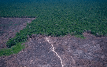 Desmatamento na Amazônia Legal prevalece em torno de áreas protegidas