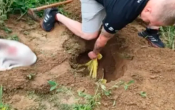 Homem é preso em SC por matar dois cães a machadadas