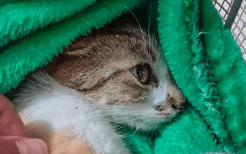 Mulher é presa após arremessar gata do 12º andar de prédio em Curitiba