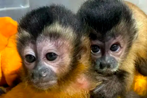 Macaco-prego salvo após atropelamento da mãe volta à natureza em MT