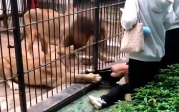 Menina de 10 anos é atacada ao tentar alimentar leoa em zoológico na província chinesa Guangdong