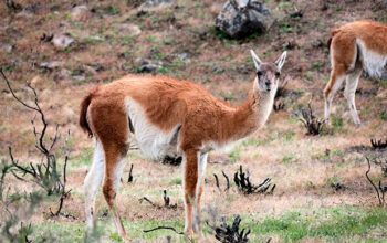 Além de carne de burro, argentinos estão comendo guanacos por causa da crise