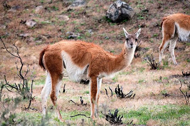 Além de carne de burro, argentinos estão comendo guanacos por causa da crise