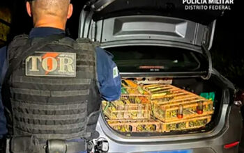 Avaliados em R$ 40 mil, pássaros silvestres são apreendidos no DF