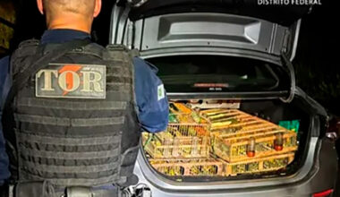 Avaliados em R$ 40 mil, pássaros silvestres são apreendidos no DF