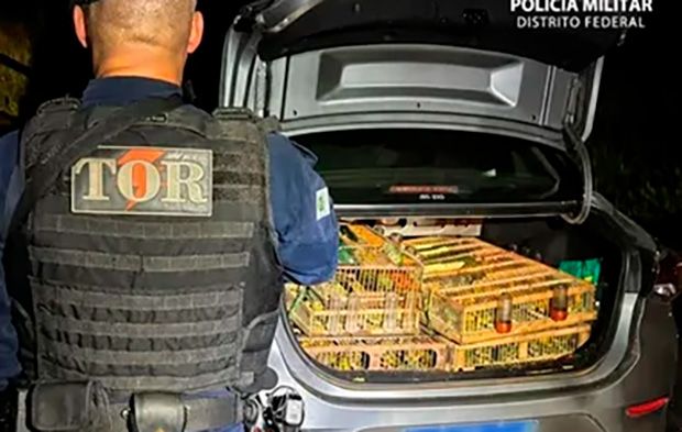 Avaliados em R$ 40 mil, pássaros silvestres são apreendidos no DF