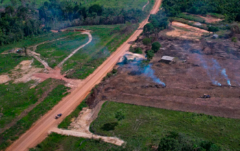 Observatório do Clima vai à Justiça e pode anular os editais do Dnit para pavimentação da BR-319