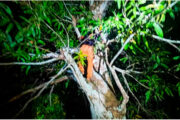 Homem é preso no alto de uma árvore após escapar da polícia em Maués (AM)