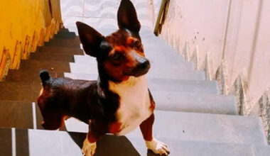 Homem mata cachorro com chute e vira réu por maus-tratos
