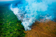 Desmatamento na Amazônia cai 36,87% no último ano