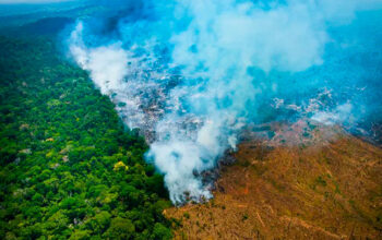 Desmatamento na Amazônia cai 36,87% no último ano