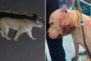 Onça-parda invade condomínio e ataca pitbull na zona Norte de SP
