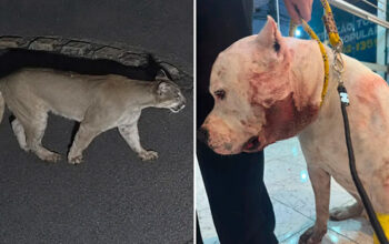 Onça-parda invade condomínio e ataca pitbull na zona Norte de SP