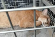 Onça-parda foge de sedação, invade quintais e acaba capturada em SC