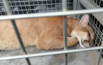 Onça-parda foge de sedação, invade quintais e acaba capturada em SC