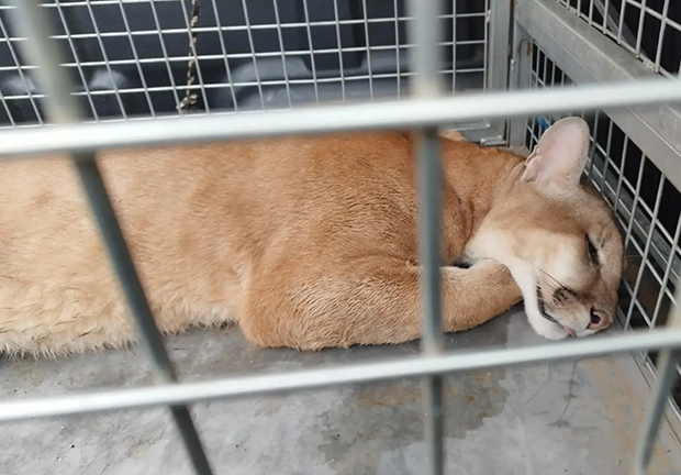 Onça-parda foge de sedação, invade quintais e acaba capturada em SC